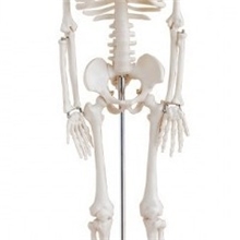 85CM人体骨骼模型附神经美术医用店用人体骨架上海津堰医疗设备