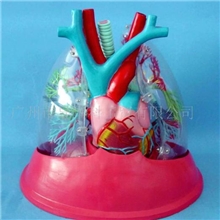 GD0319A001透明肺段,气管喉管和心脏带座