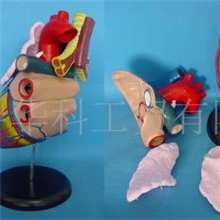 GD0321C002中型心脏解剖放大模型