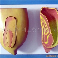 GD06000554单子叶谷物种子模型