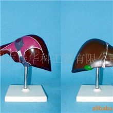 GD0324G010人肝色分模型B式