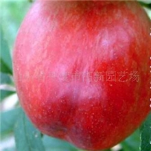 供应中油5号油桃