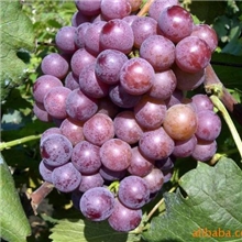 供应巨峰葡萄苗20万株13806421132