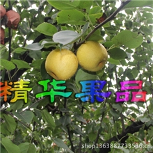 批发的河北雪梨、鸭梨、皇冠梨、罐头梨、果汁梨。精华果品