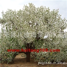 园林绿化海棠树