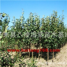 绿化小苗海棠苗