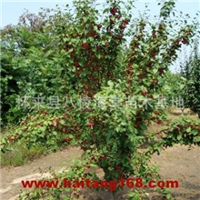 供应八棱海棠树