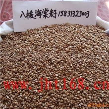 供应八棱海棠种子