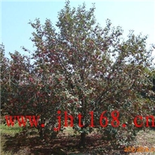 供应海棠树（图）