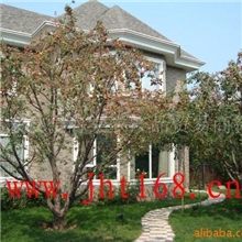 供应绿化别墅苗木（图）