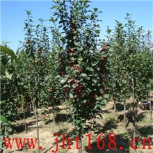 供应绿化苗木海棠树（图）