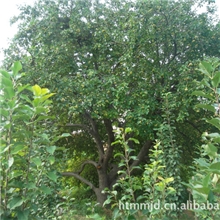 古树绿化树庭院美化树八棱海棠树