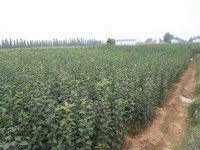 八棱海棠树苗价格