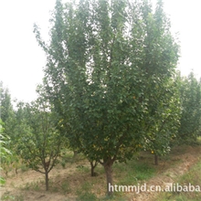 庭院观赏树绿化苗木观赏苗木