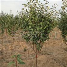 海棠树怀来海棠苗木生产商，供应商