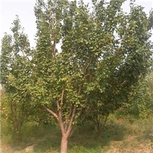 优质海棠树古树八棱海棠树直销