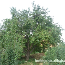 八棱海棠树海棠树伟博基地专供