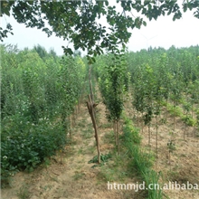 供应（大、中、小）海棠树、海棠果、海棠籽