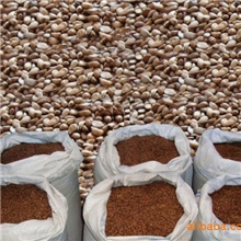 供应优质海棠种子海棠小苗工程用苗量大优惠