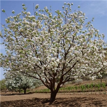 园林绿化用八棱海棠树苗