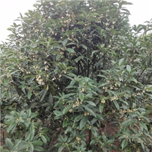 八月桂、金桂、苗木