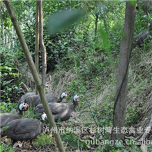 珍珠鸡.珍珠鸡蛋