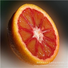 血橙脐橙资中血橙塔罗科血橙中国血橙之乡