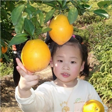 【供应】年货大量赣南脐橙信丰脐橙批发团购信丰产地水果橙