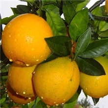 供应批发大量赣南脐橙榨汁果75以下信丰脐橙安西脐橙甜橙子