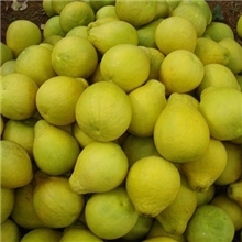 柚，甜柚，沙田柚，广西阳朔沙田柚产地批发