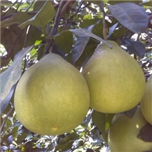 阳朔特产，沙田柚原产地批发