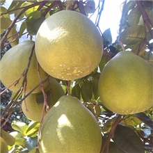 柚，甜柚，沙田柚批发