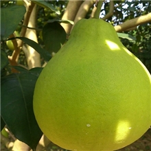柚，甜柚，砂甜柚产地批发