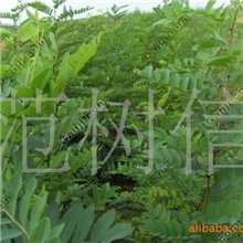 供应批发山西优质海棠苗