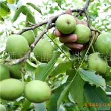 供应薄壳核桃苗