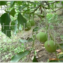 供应山西优质山桃树苗批发