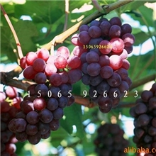 大量供应巨峰葡萄苗葡萄苗巨峰葡萄苗批发