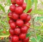 供应优质山西钙果苗