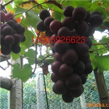 大量供应优质嫁接乒乓球大粒葡萄苗、巨峰葡萄苗