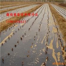 葡萄苗、巨峰葡萄苗批发、山东省嫁接苗、夏黑葡萄苗价格