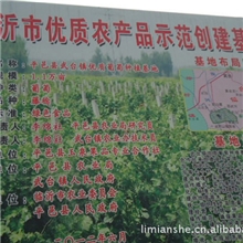 质量保证供应各种优质葡萄苗、藤稔葡萄苗、黑色甜菜葡萄苗