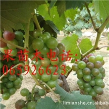 质量保证供应优质巨峰葡萄苗、藤稔葡萄苗、黑色甜菜葡萄苗
