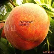 供应优质老黄金黄桃