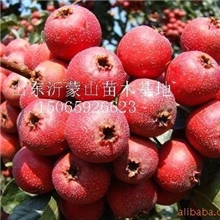 大量供应优质山楂