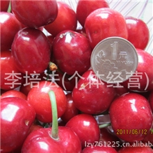 美味可口美早大樱桃，永发大樱桃基地2012热销预定中。。。。。。
