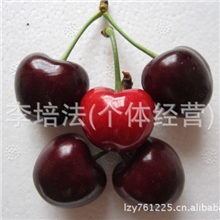 2011热销大樱桃黑珍珠，欢迎2012来永发大樱桃基地预定合作