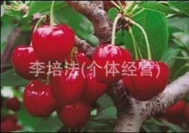 绿色无污染砂蜜豆大樱桃，永发大樱桃基地2012直供
