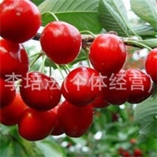 永发大樱桃基地早大果2012五月上市，欢迎各界朋友光临订购