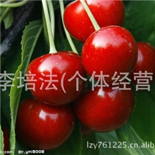永发大樱桃基地美早大樱桃六月初上市，敬请期待，欢迎订购