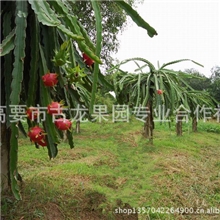 火龙果种植